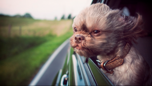 cute dog