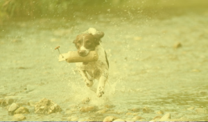 directmaildog