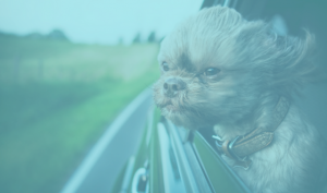green dog