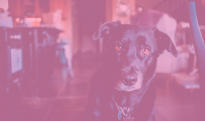pink dog