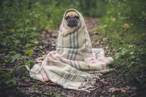 webcopywriter dog pic
