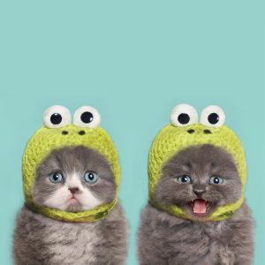 funny kittens