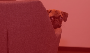 puglook