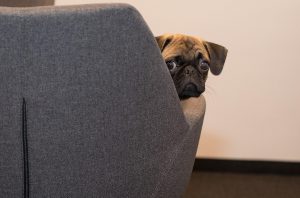 socialmediacopywriterdog